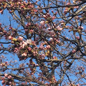 桜が咲きました🌸